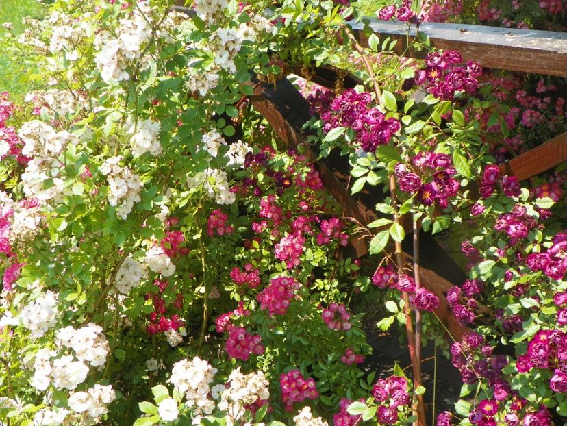 Violette si Perennial Blush - Trandafiri 2017