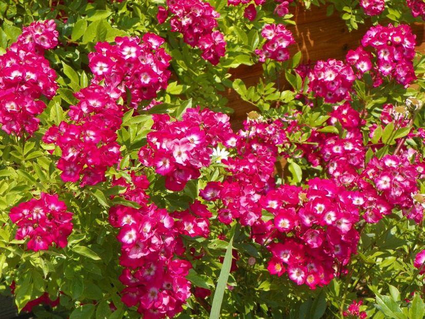 Red Ballerina - Trandafiri 2017