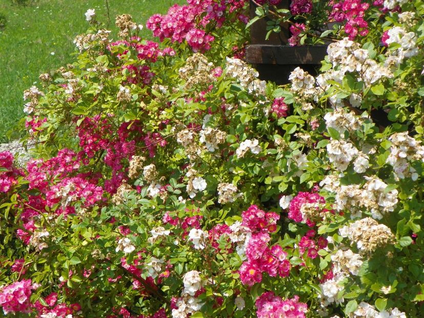 Maria Lisa si Perennial Blush - Trandafiri 2017