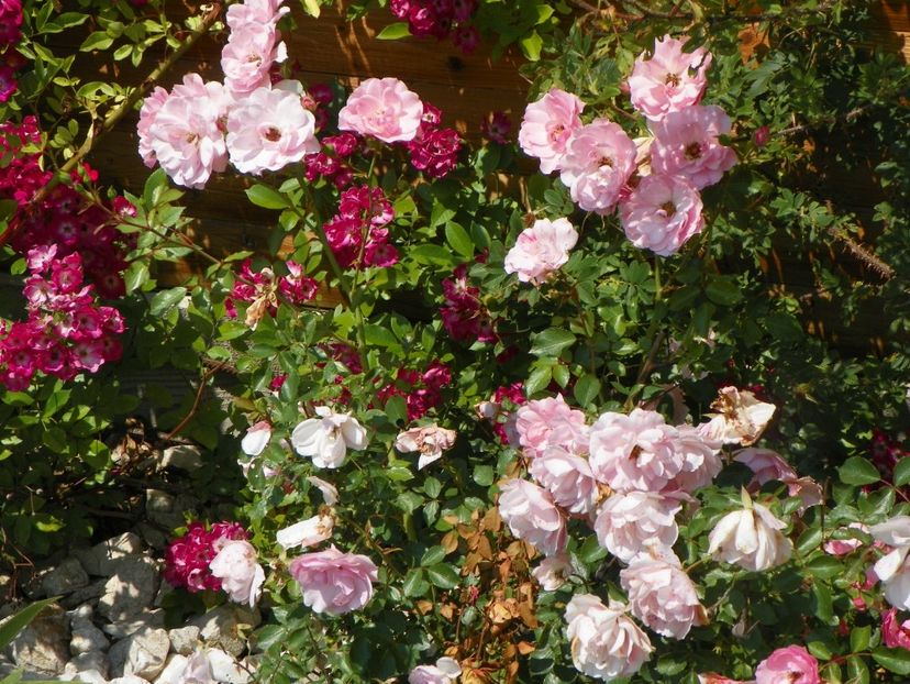 Bonica si Red Ballerina - Trandafiri 2017