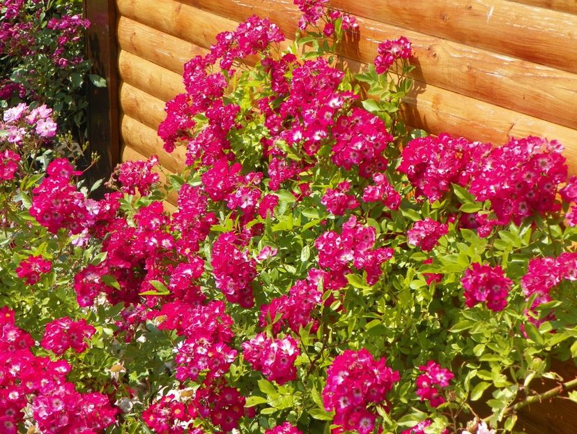 Red Ballerina - Trandafiri 2017