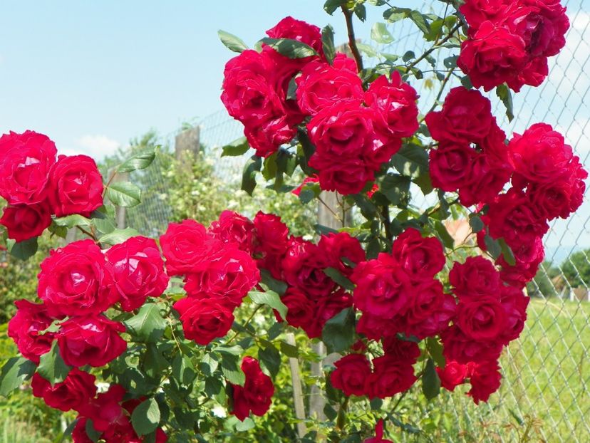 Blaze Superior - Trandafiri 2017