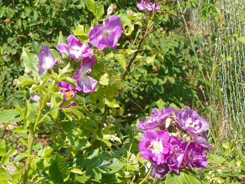 Chewbluemore - Trandafiri 2017