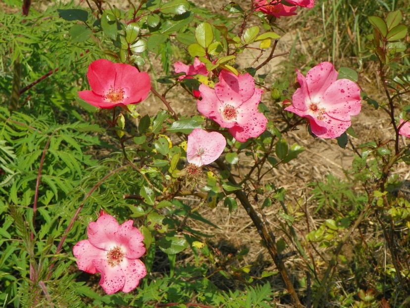 Douceur Normande - Trandafiri 2017