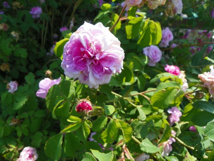 Belle sans flatterie - Trandafiri 2017