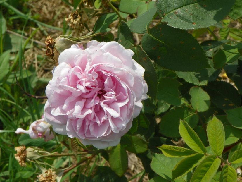 Fantin Latour - Trandafiri 2017