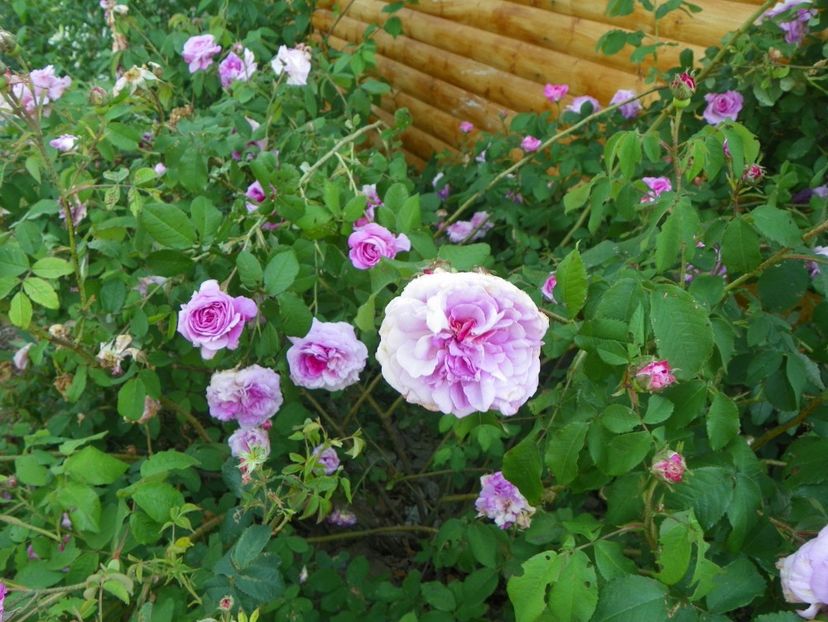 Belle sans flatterie - Trandafiri 2017