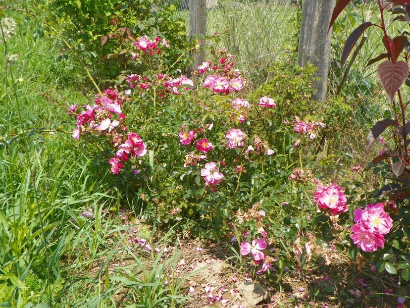 Magic Meillandecor - Trandafiri 2017