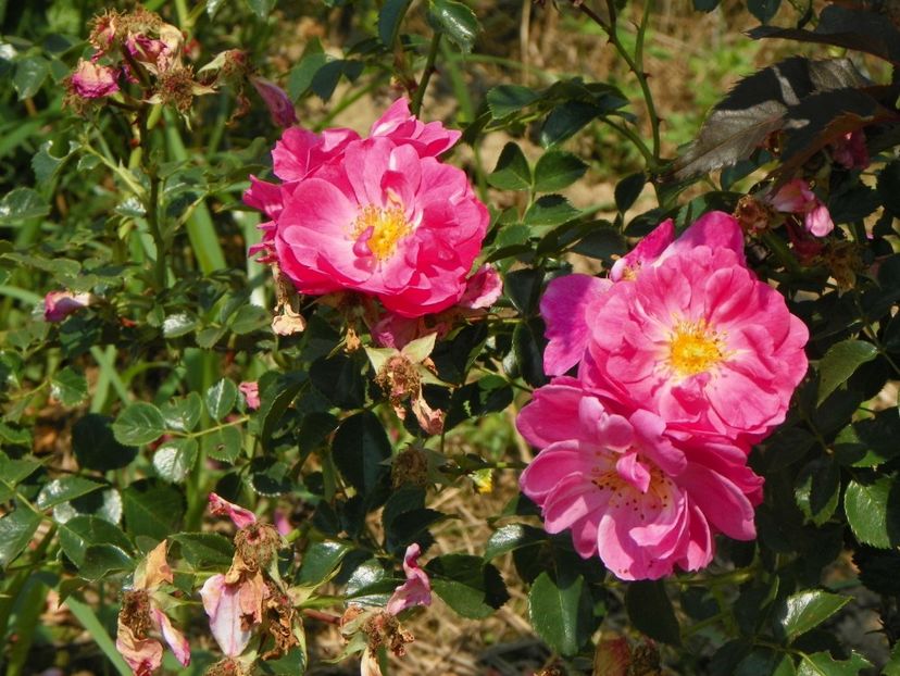 Magic Meillandecor - Trandafiri 2017