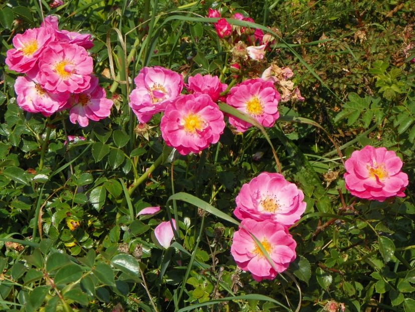 Magic Meillandecor - Trandafiri 2017