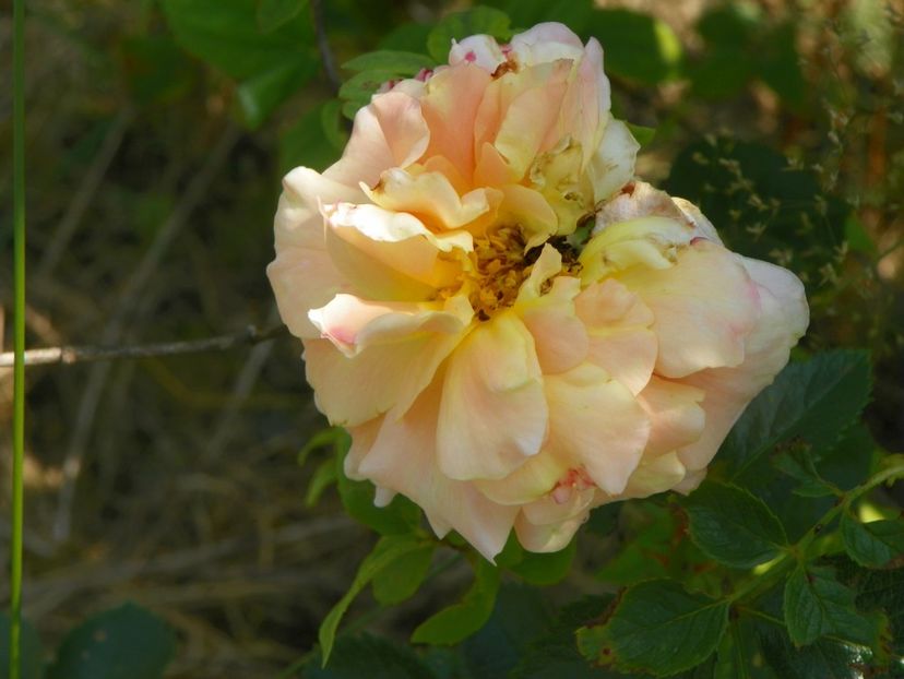 Morgengruss - Trandafiri 2017