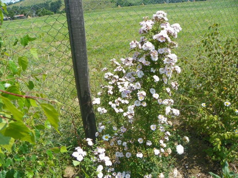 Little Rambler - Trandafiri 2017