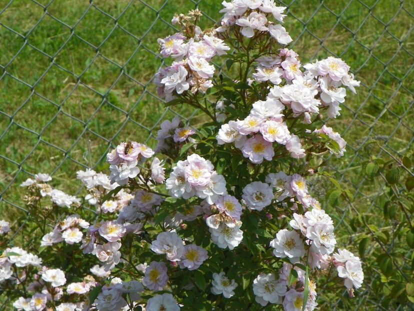 Little Rambler - Trandafiri 2017