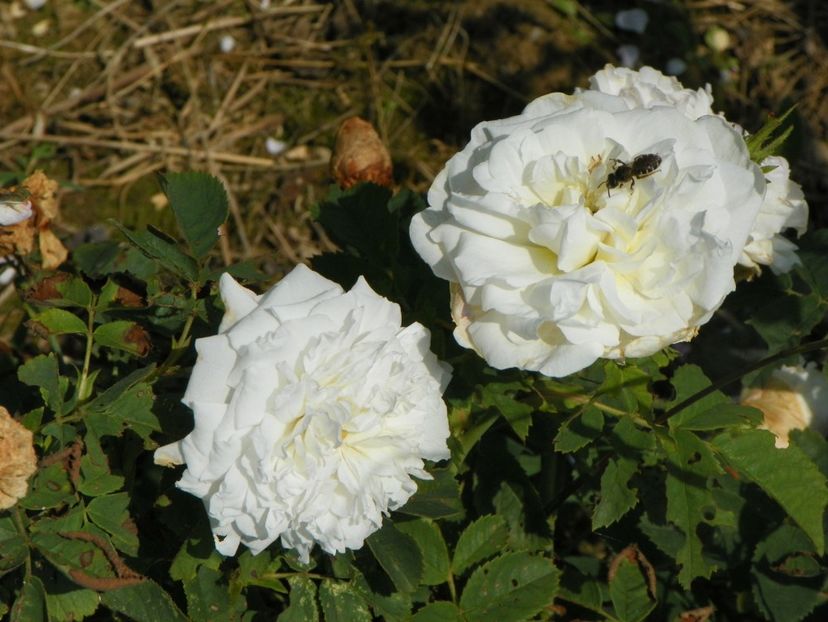 Mme. Legras de St. Germain - Trandafiri 2017