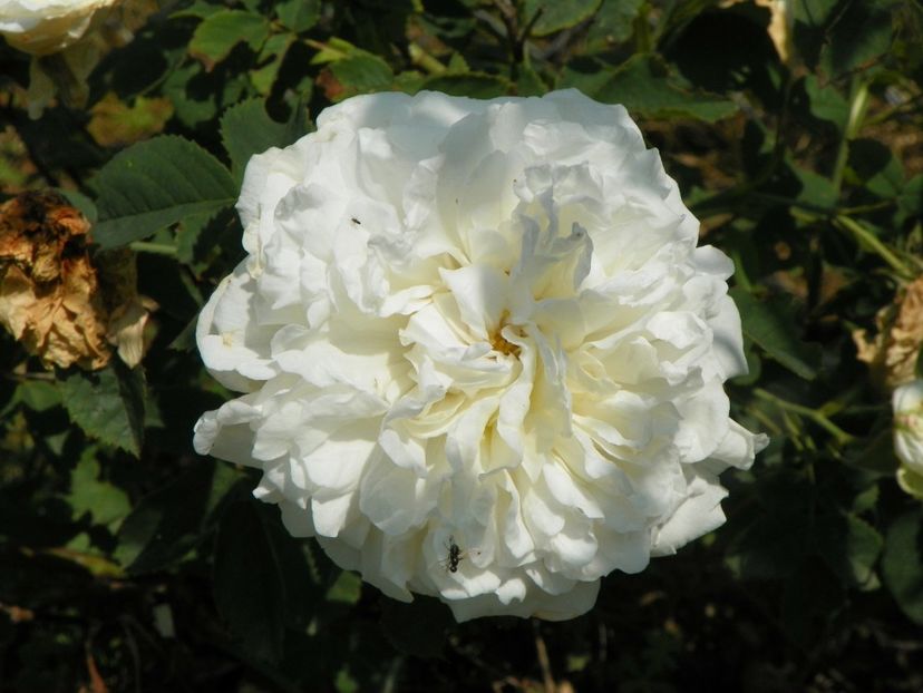 Mme. Legras de St. Germain - Trandafiri 2017