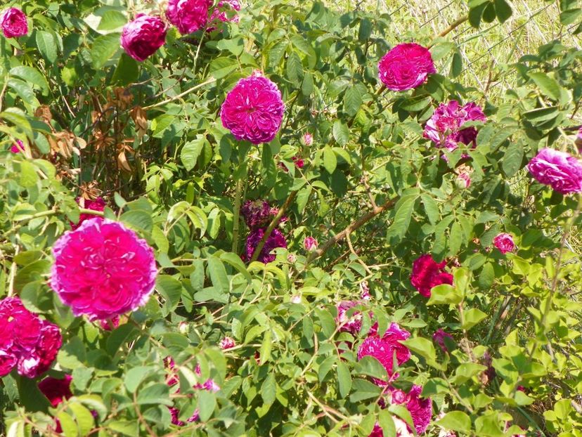 Charles de Mills - Trandafiri 2017