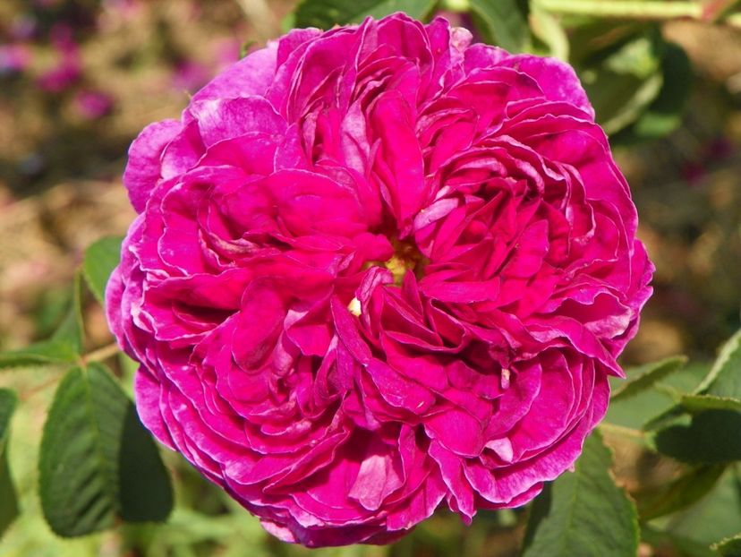 Charles de Mills - Trandafiri 2017