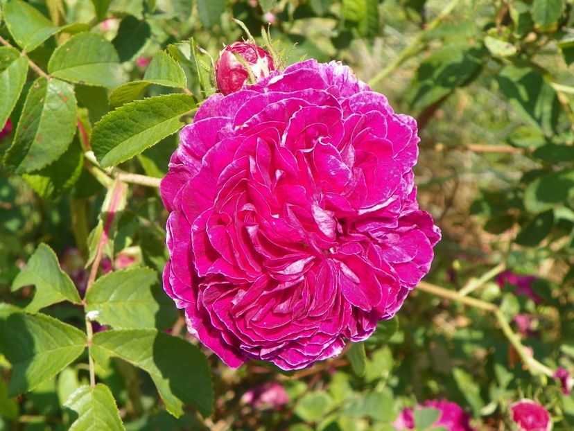 Charles de Mills - Trandafiri 2017