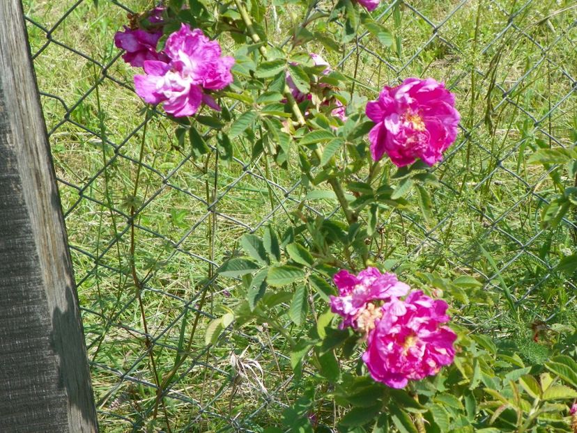 Damask - Trandafiri 2017