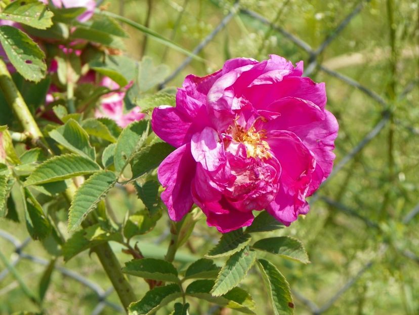 Damask - Trandafiri 2017