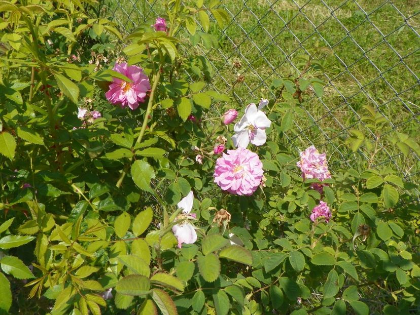 Kazanlak - Trandafiri 2017