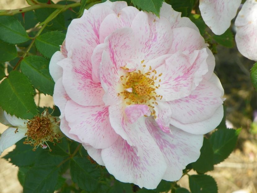 Kir Royal - Trandafiri 2017