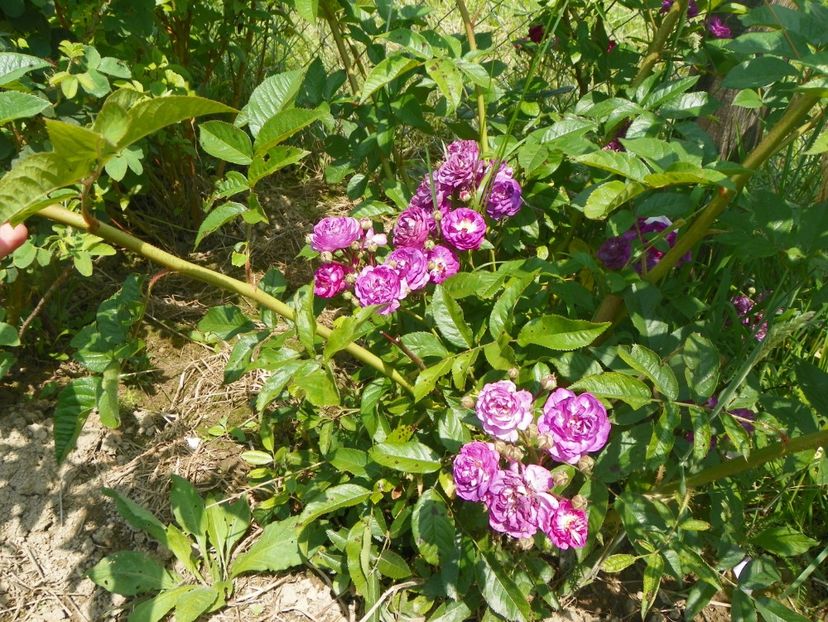 Rose Marie Viaud - Trandafiri 2017