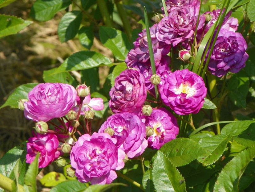 Rose Marie Viaud - Trandafiri 2017