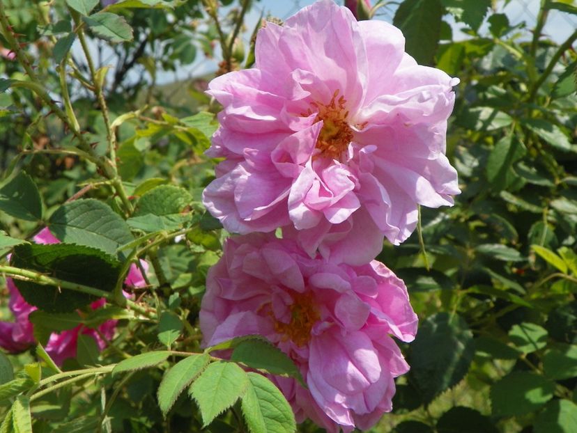 Kazanlak - Trandafiri 2017