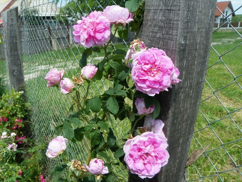 Ispahan - Trandafiri 2017