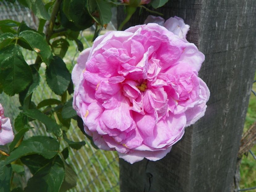 Ispahan - Trandafiri 2017