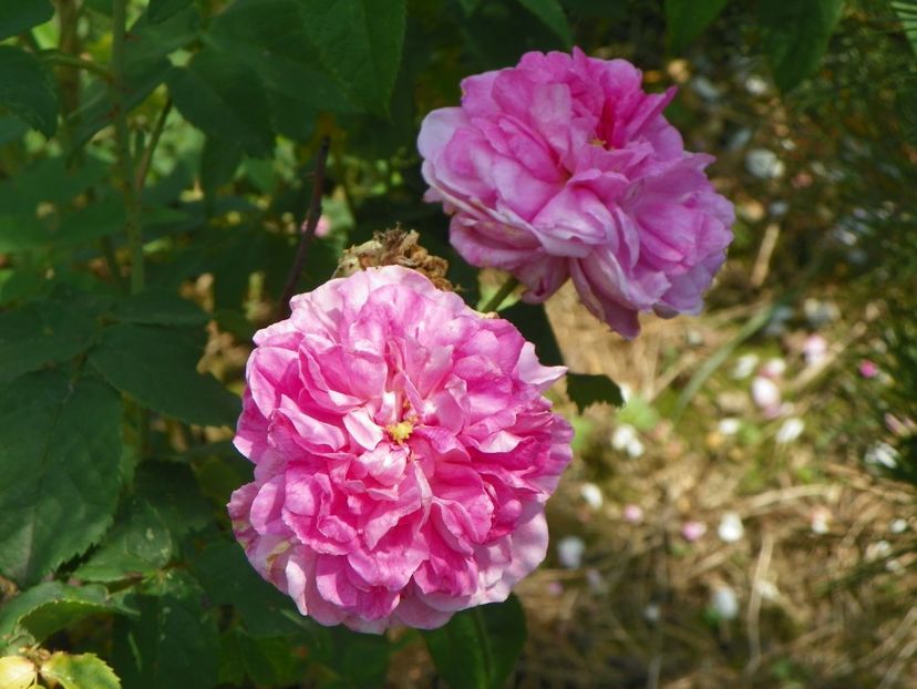 Ispahan - Trandafiri 2017