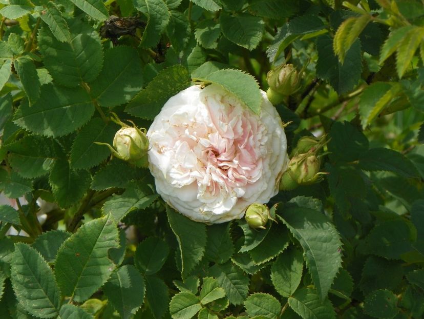 Felicite Parmentier - Trandafiri 2017 2