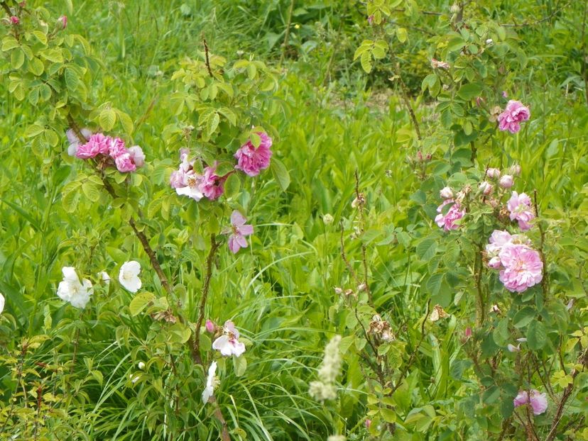 Autumn Damask - Trandafiri 2017 2