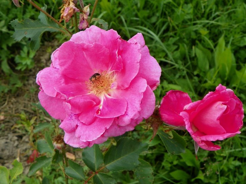 Katy Road Pink - Trandafiri 2017 2