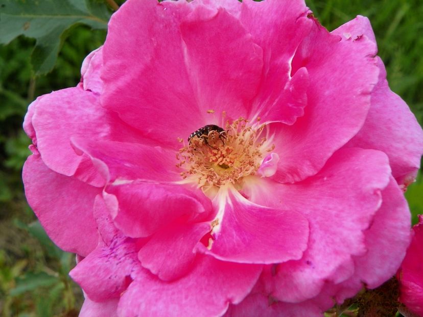 Katy Road Pink - Trandafiri 2017 2