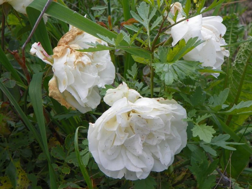 White Meidiland - Trandafiri 2017 2