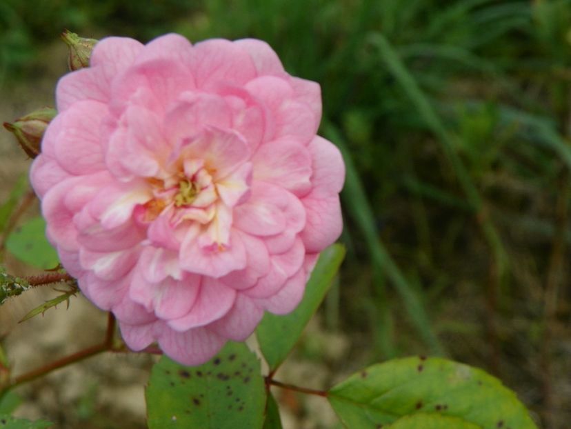 The Fairy - Trandafiri 2017 2