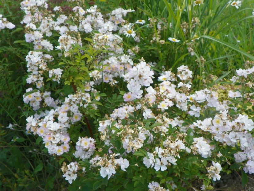 Abigail Adams - Trandafiri 2017 2