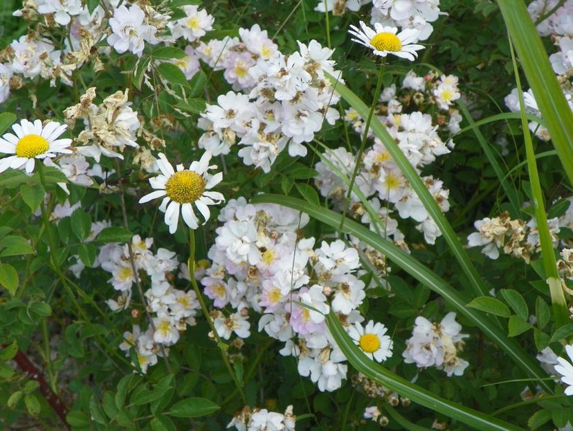 Abigail Adams - Trandafiri 2017 2