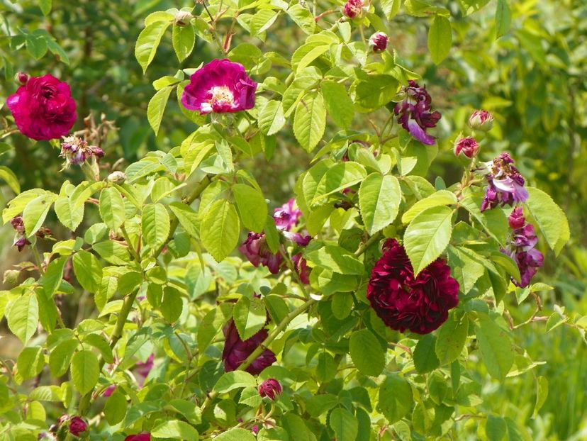 Orpheline de Juillet - Trandafiri 2017 2