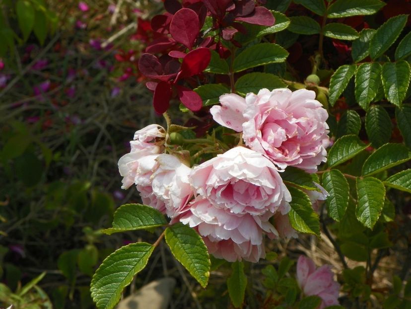 Pink Grootendorst - Trandafiri 2017 2