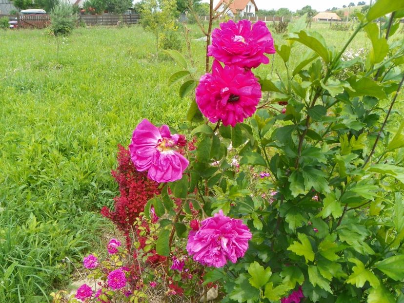 Conditorium - Trandafiri 2017 2