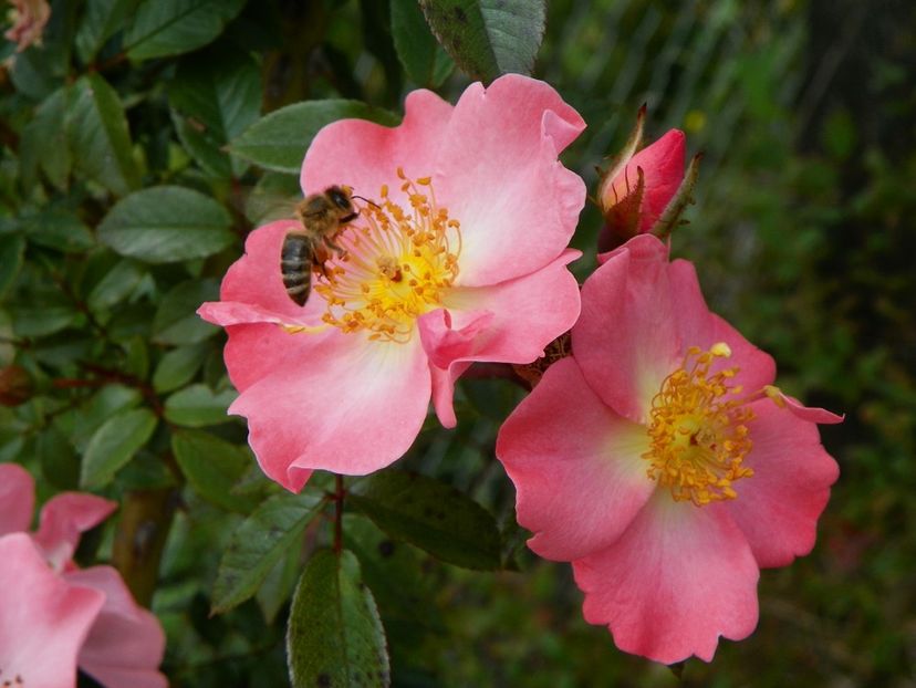 Open Arms - Trandafiri 2017 2