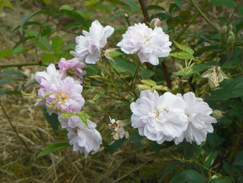 Paul's Himalayan Musk - Trandafiri 2017 2