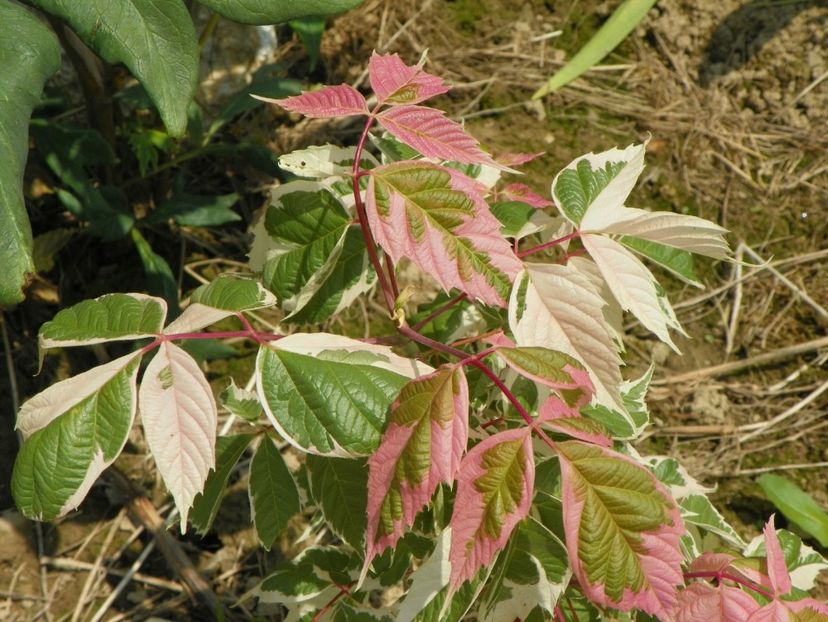 acer negundo Flamingo - z-Dobarland 2017