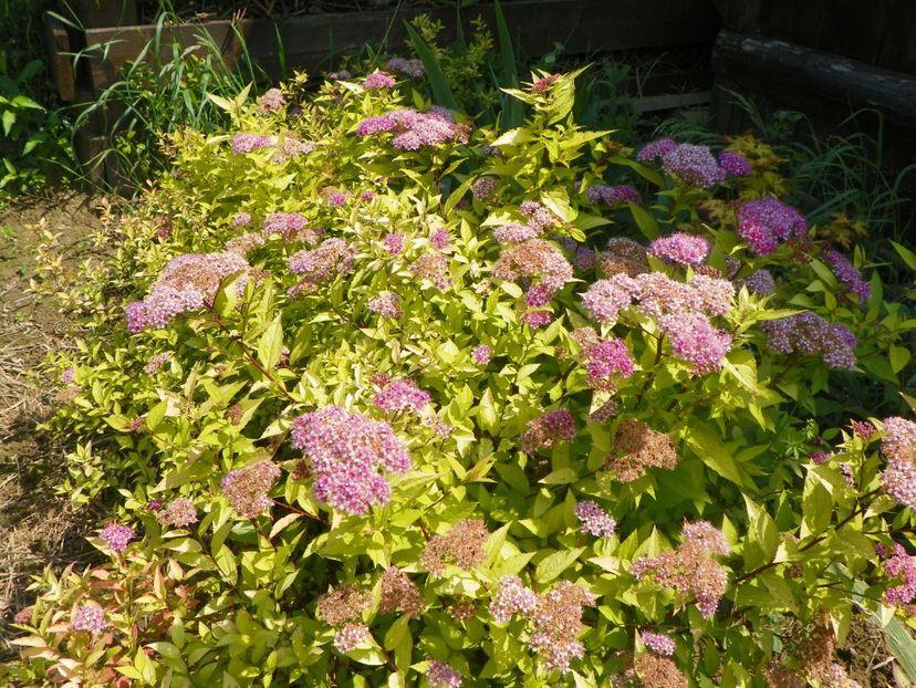 spiraea Goldmound - z-Dobarland 2017