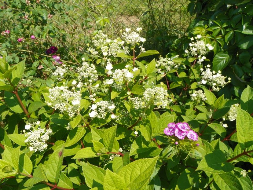hydrangea pan. Early Sensation - z-Dobarland 2017