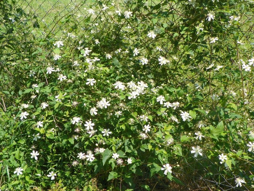 clematis Summer Snow - z-Dobarland 2017