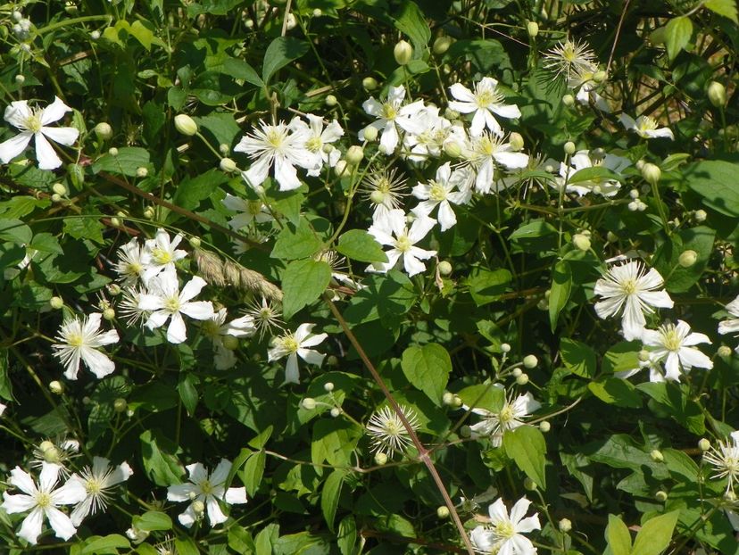 clematis Summer Snow - z-Dobarland 2017